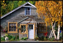 Dog in front of house in Copper Center. Alaska, USA (color)