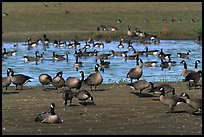Migrating birds at Creamer's field. Fairbanks, Alaska, USA (color)
