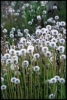 Dandelion seeds. Alaska, USA ( color)