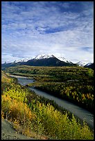 Autumn Aspens and Chugach range, late afternoon. Alaska, USA