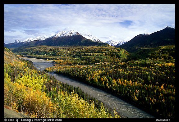 Autumn Aspens, Matanuska River, and Chugach mountains. Glenn Highway, Central Alaska, USA