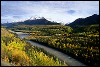Autumn Aspens, Matanuska River, and Chugach mountains. Glenn Highway, Central Alaska, USA