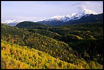 Aspens in fall colors and Chugach mountain, late afternoons. Glenn Highway, Central Alaska, USA
