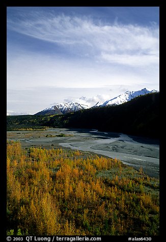 Aspens in fall colors,  Chugach mountains, winding river. Alaska, USA