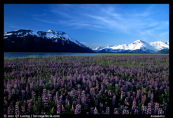 Lupine and snowy mountains near Portage. Alaska, USA (color)