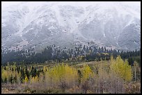 Trees in autumn foliage and snowy slopes, Rainbow Mountain. Alaska, USA ( color)