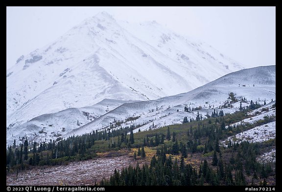 Pockets of trees below snowy peaks in mist, Hayes Range. Alaska, USA