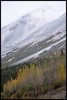 Trees in autumn foliage and Rainbow Mountain in mist. Alaska, USA ( color)