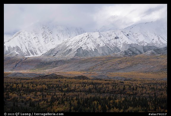 Snowy mountains of Hayes Range rising from autumn forest. Alaska, USA (color)