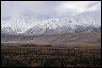 Snowy mountains of Hayes Range rising from autumn forest. Alaska, USA ( color)