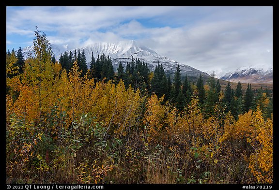 Autumn shrubs and Bivouac Peak, Eastern Alaska Range. Alaska, USA