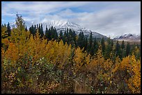 Autumn shrubs and Bivouac Peak, Eastern Alaska Range. Alaska, USA ( color)