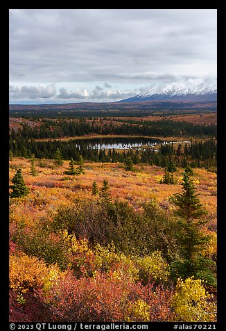 Tundra and Granite Mountain in autumn, Hayes Range. Alaska, USA (color)