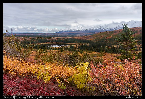 Shrubs in autum and Eastern Alaska Range. Alaska, USA (color)