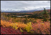 Shrubs in autum and Eastern Alaska Range. Alaska, USA ( color)