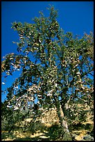Shoe tree. California, USA ( color)