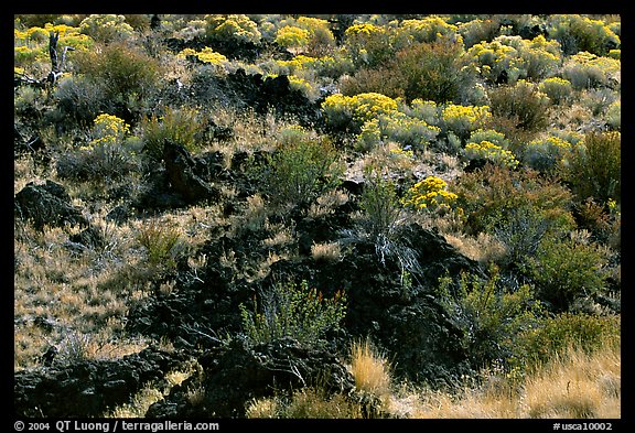 Yellow sage flowers and lava. California, USA