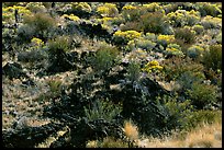 Yellow sage flowers and lava. California, USA ( color)