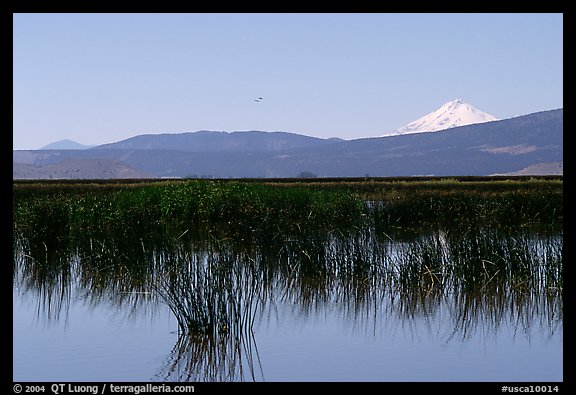Mt Shasta seen from a marsh in the North. California, USA (color)