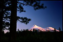 Pines and Mt Shasta seen from the North, sunset. California, USA