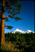 Pines and Mt Shasta seen from the North, late afteroon. California, USA ( color)