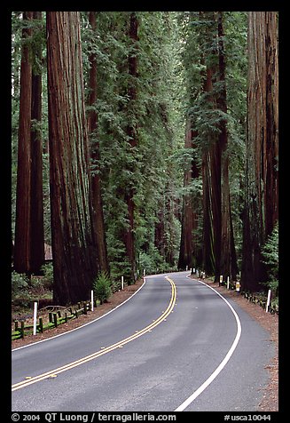 Curved road amongst tall redwood trees, Richardson Grove State Park. California, USA