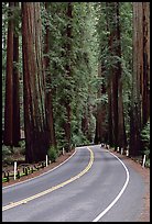Curved road amongst tall redwood trees, Richardson Grove State Park. California, USA (color)