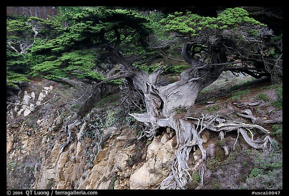 Old Veteran Cypress. Point Lobos State Preserve, California, USA