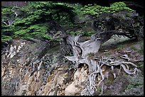 Old Veteran Cypress. Point Lobos State Preserve, California, USA ( color)