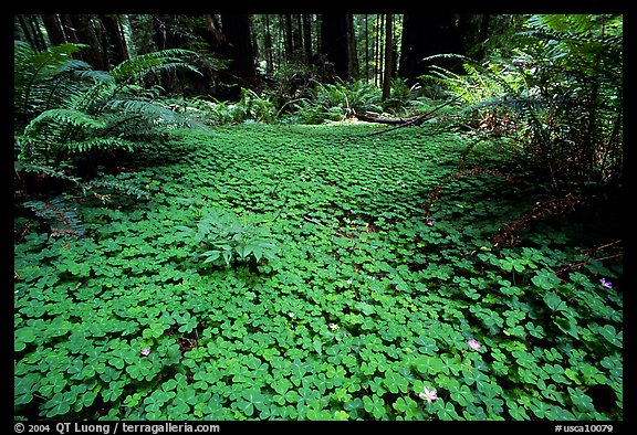 Forest floor covered with trilium. California, USA