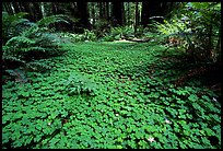 Forest floor covered with trilium. California, USA ( color)
