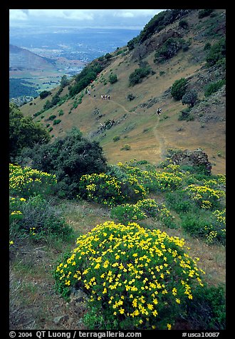 Bright yellow flowers and hikers in the background, Mt Diablo State Park. California, USA