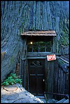 Entrance of the World Famous Tree House, near Leggett. California, USA