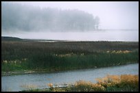 Humbolt Lagoon in the fog. California, USA (color)