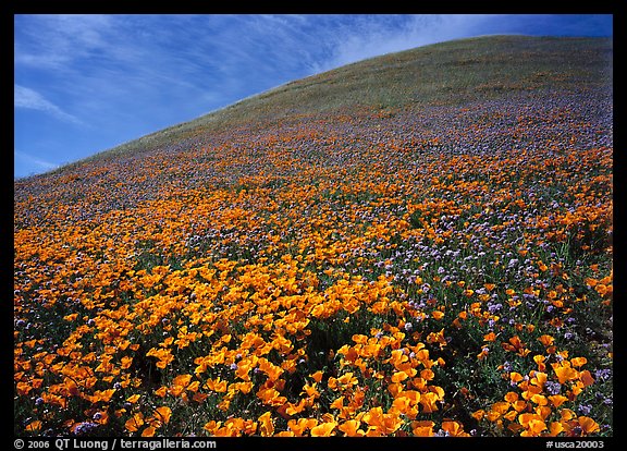 California Poppies, purple flowers,  and hill. California, USA (color)