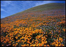 California Poppies, purple flowers,  and hill. Antelope Valley, California, USA (color)