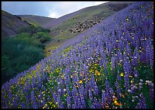 Lupine, Gorman Hills. California, USA (color)