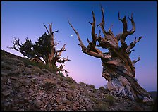 Old Bristlecone Pine trees and moon at sunset, Discovery Trail, Schulman Grove. California, USA ( color)