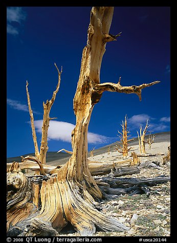 Dead standing Bristlecone pine trees,  White Mountains. California, USA (color)