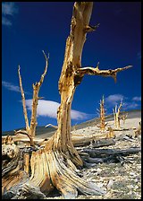 Dead standing Bristlecone pine trees,  White Mountains. California, USA ( color)
