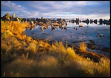 Grasses and Tufa towers, morning. Mono Lake, California, USA ( color)