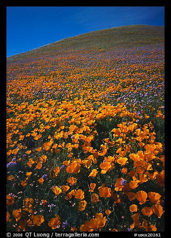 California Poppies and hill. California, USA (color)