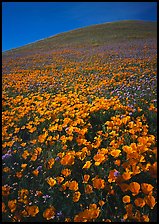 California Poppies and hill. Antelope Valley, California, USA
