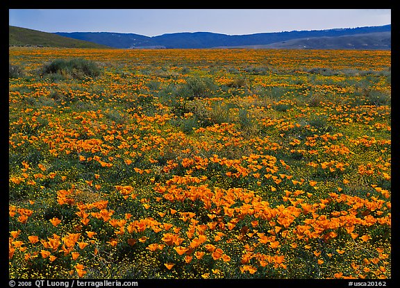 California Poppies and goldfields. Antelope Valley, California, USA