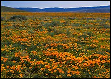 California Poppies and goldfields. Antelope Valley, California, USA ( color)