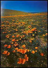 Bright orange California Poppies, hills W of the Preserve. Antelope Valley, California, USA ( color)