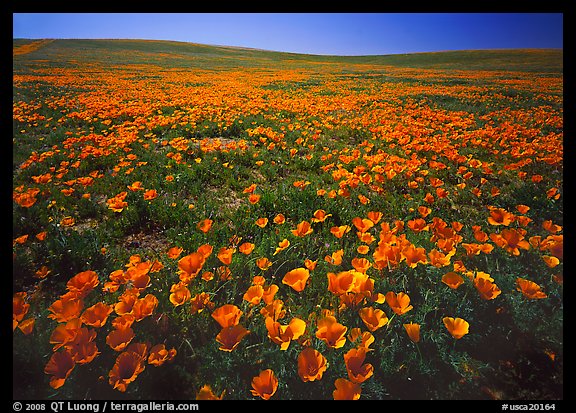 Carpet of California Poppies. California, USA (color)