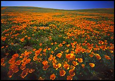 Field of bright orange California Poppies. Antelope Valley, California, USA