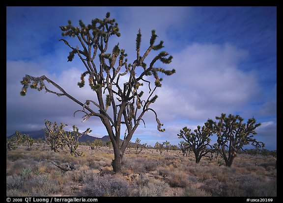 Joshua Trees. Mojave National Preserve, California, USA (color)