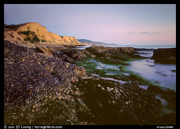 Mussels and Cliffs, Sculptured Beach, sunset. Point Reyes National Seashore, California, USA